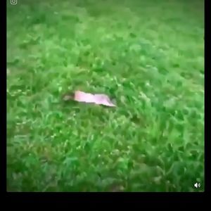 Meet your Posher, Annant